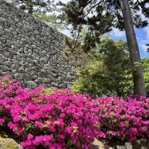 松坂城跡内さまざまな季節の花が咲き始めています。