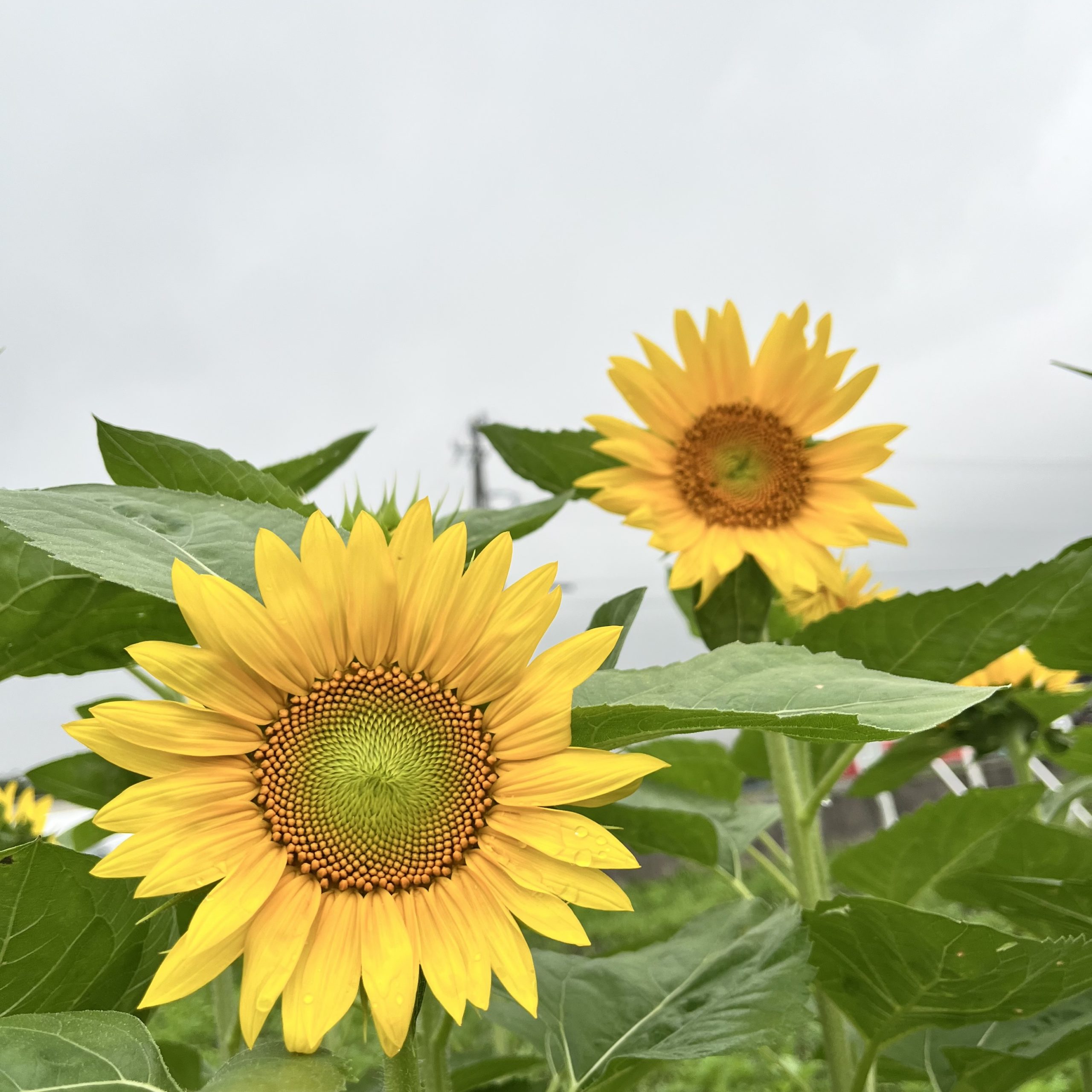 ひまわり畑🌻の様子　