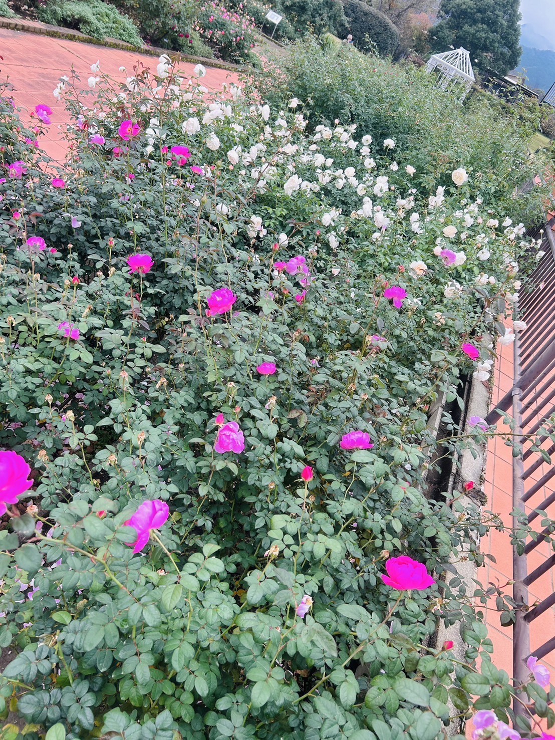 ベルファーム ローズガーデン開花状況 【令和6年11月15日撮影