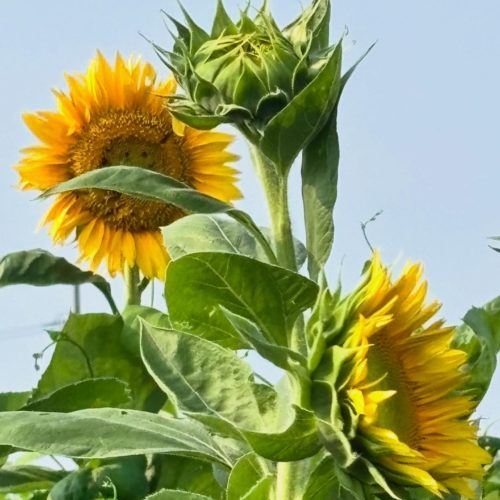 松阪市星合町のひまわり畑🌻🌻🌻咲き始めています！！　