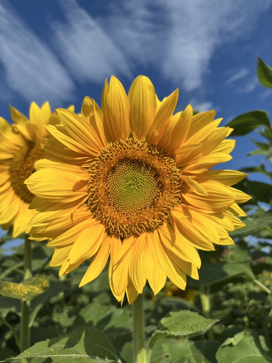 見頃になってきました！　松阪市星合町のひまわり畑🌻🌻🌻