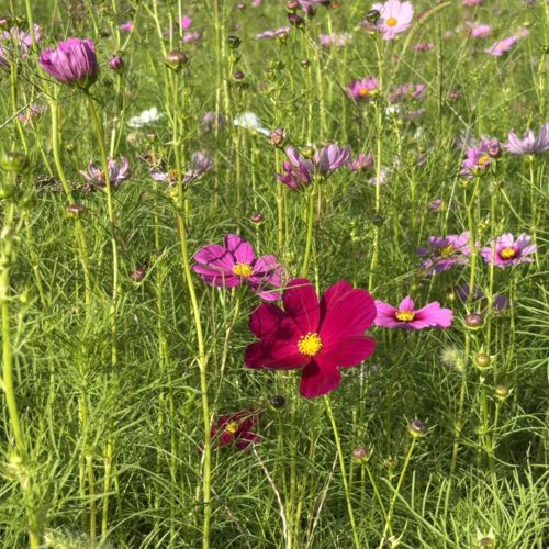 笠松町のコスモス畑の様子