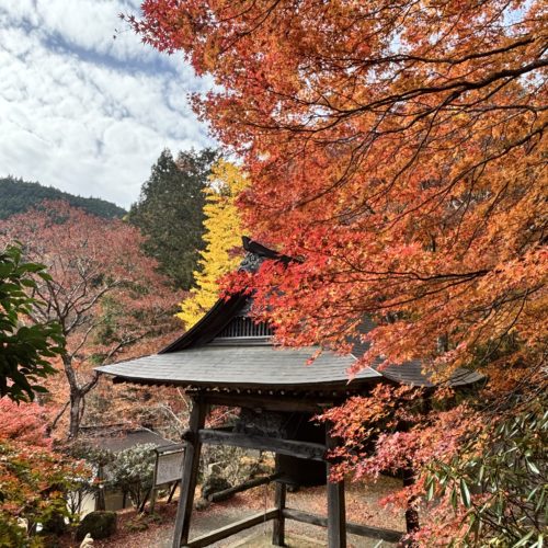 【紅葉状況】  飯高町波瀬　天開山泰運寺　2025年11月24日現在