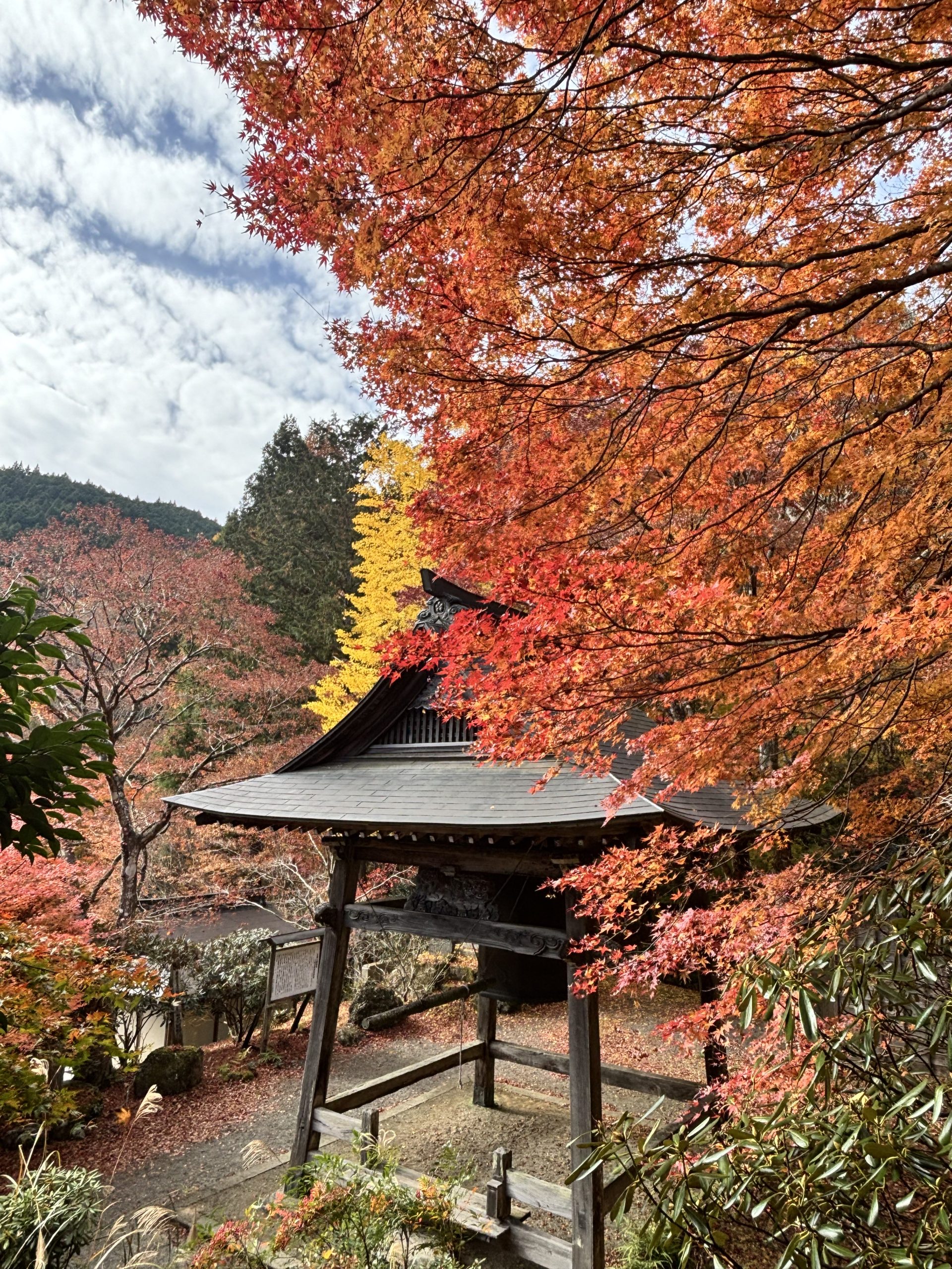 【紅葉状況】  飯高町波瀬　天開山泰運寺　2025年11月24日現在
