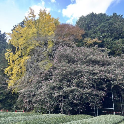 【花】飯南町粥見　サザンカの大木　開花状況　令和7年11月28日