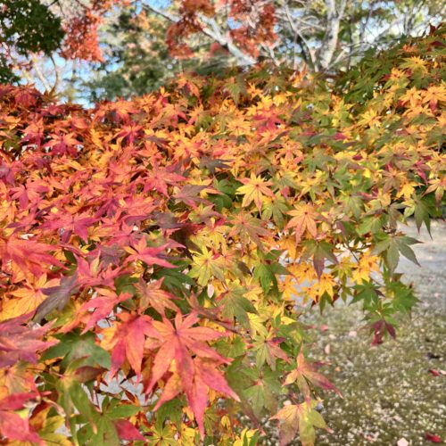 🍂松阪市内の紅葉の様子🍂
