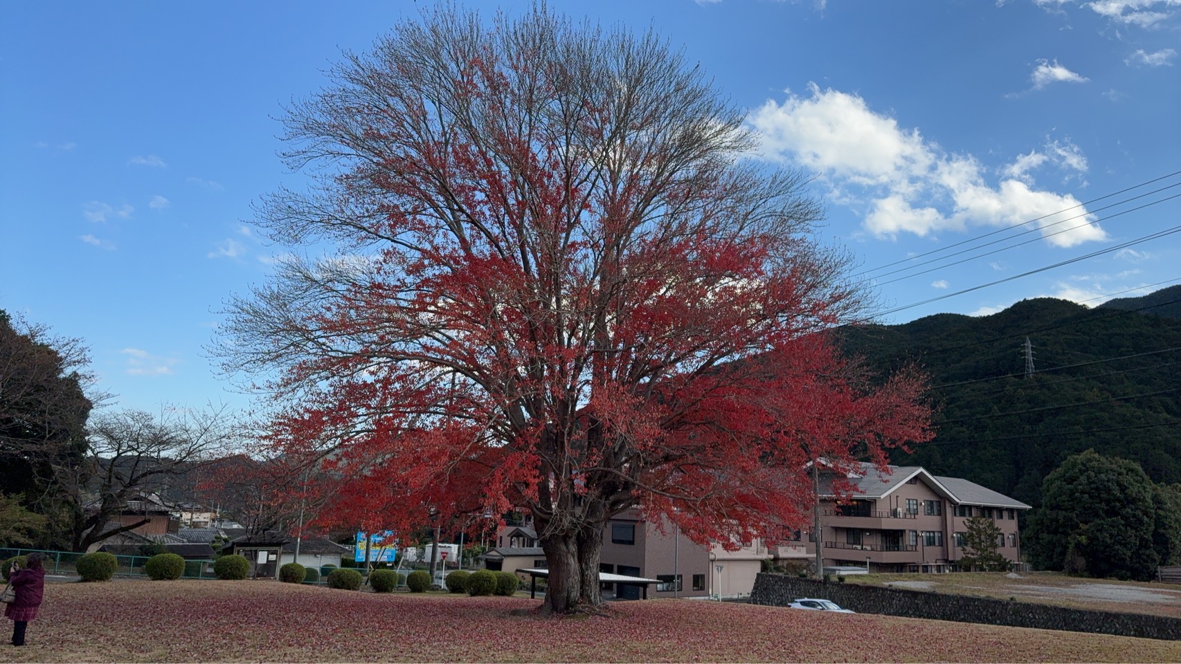 飯南高校ハナノキ🌸の紅葉