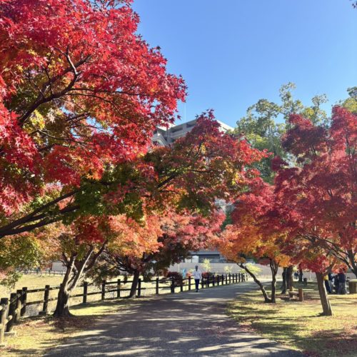 松阪市内の紅葉の様子　令和7.11.30撮影
