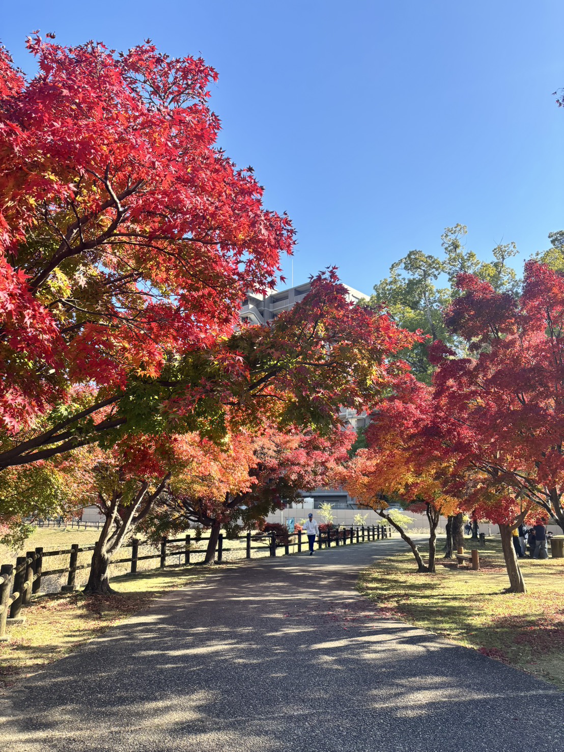 松阪市内の紅葉の様子　令和7.11.30撮影