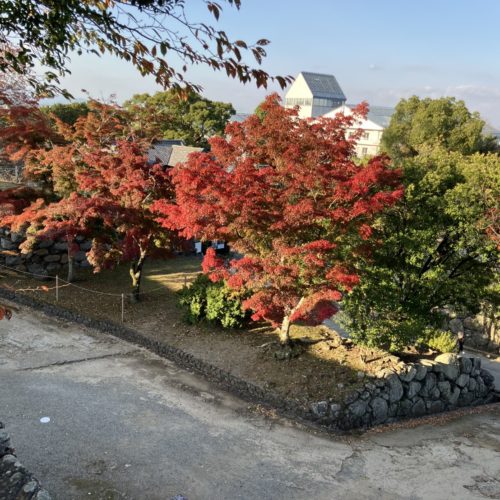 🍂松坂城跡の紅葉の様子🍂