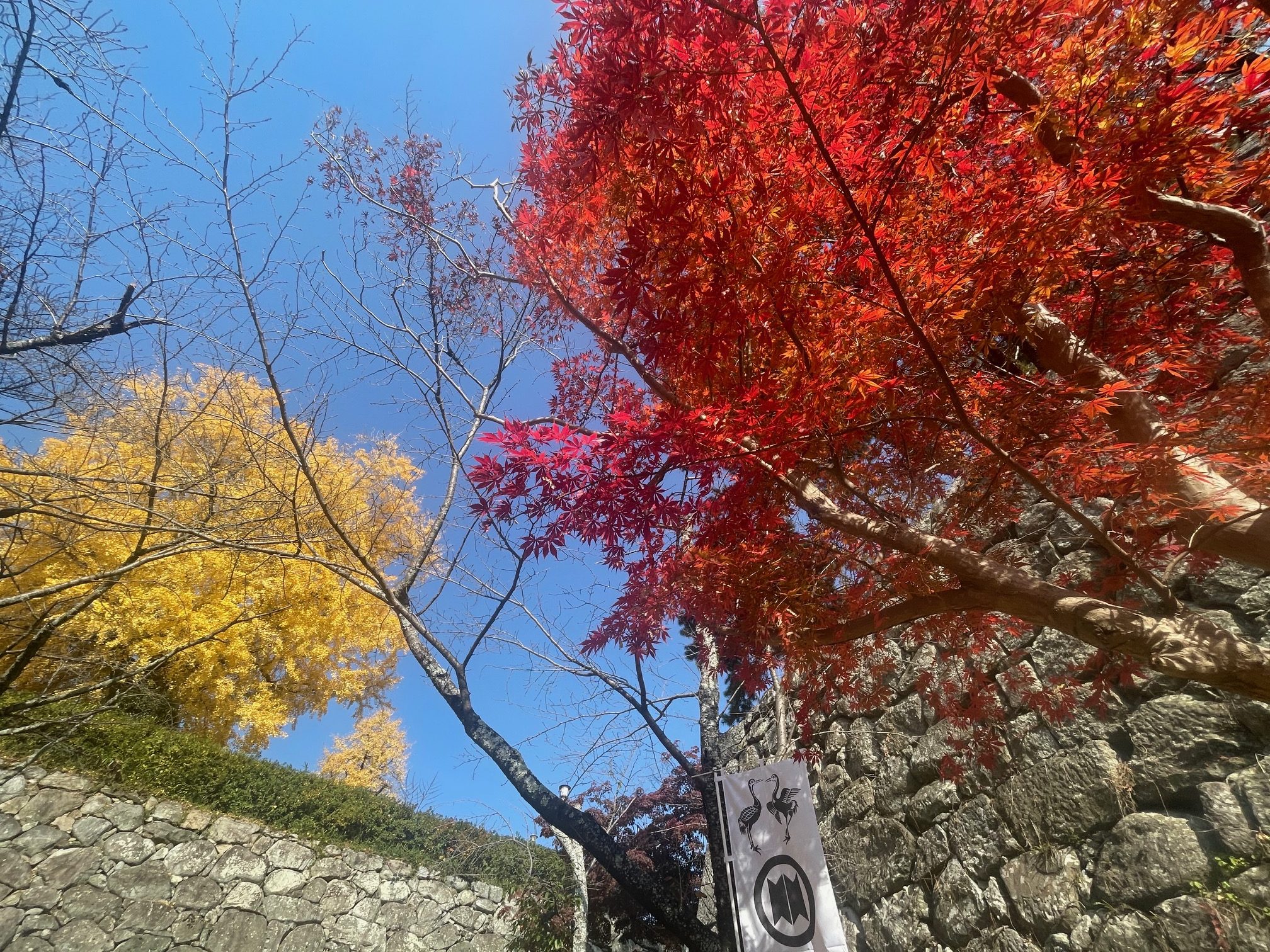 松坂城跡の紅葉状況　2025年11月27日