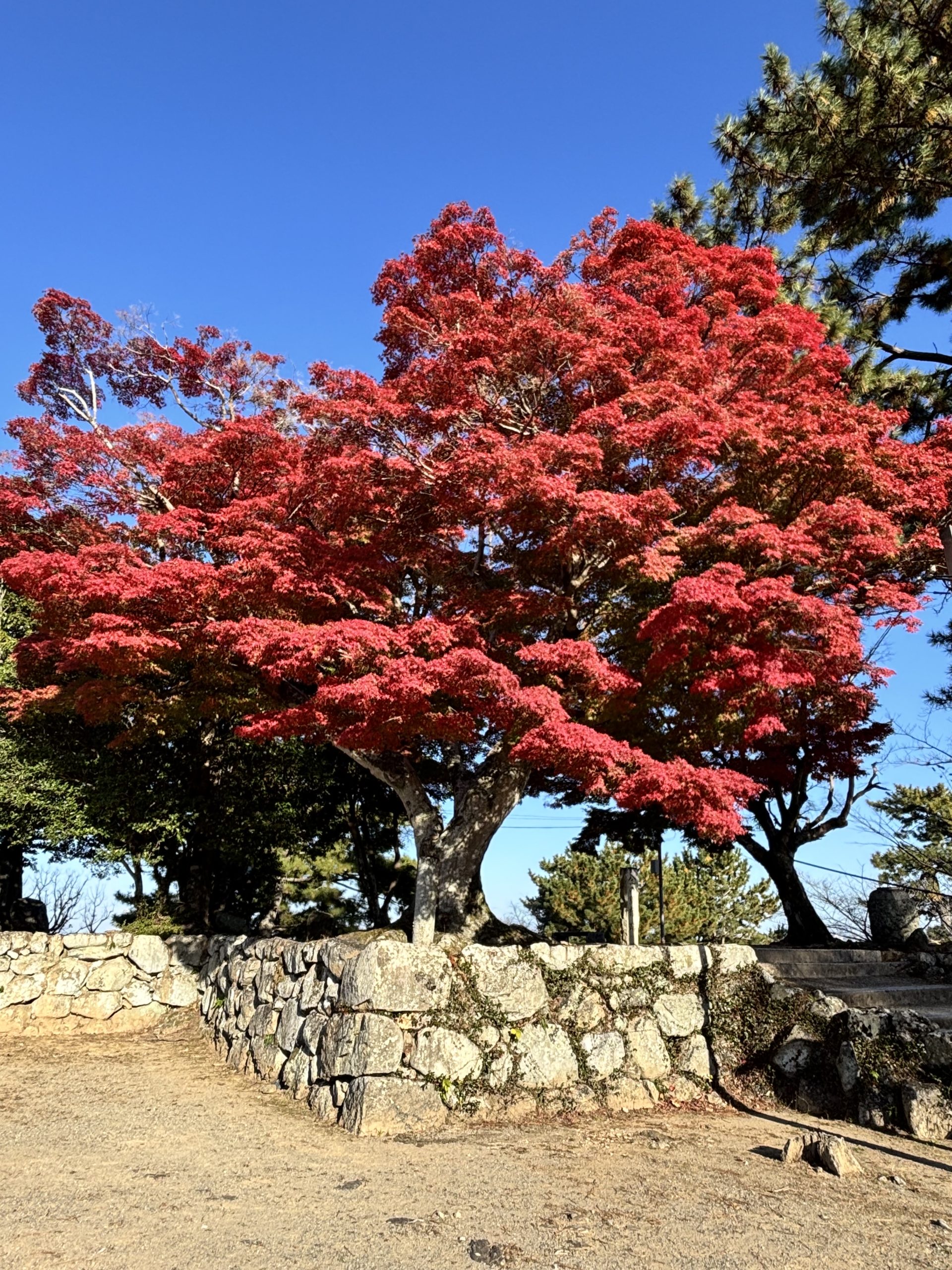 松坂城跡　紅葉・イチョウの様子　2025年11月30日