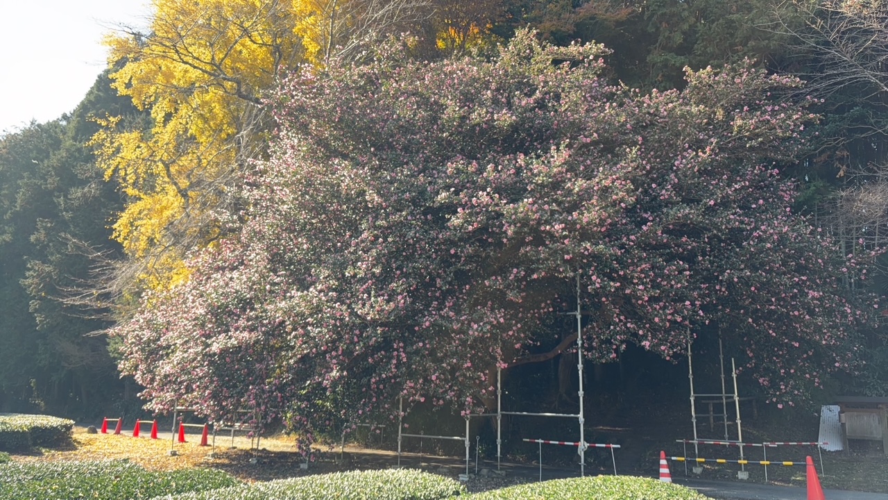 サザンカの大木　飯南町粥見　　2025年12月1日現在