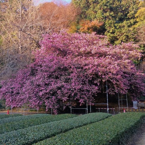 【花】飯南町粥見　サザンカの大木　開花状況　令和7年12月8日