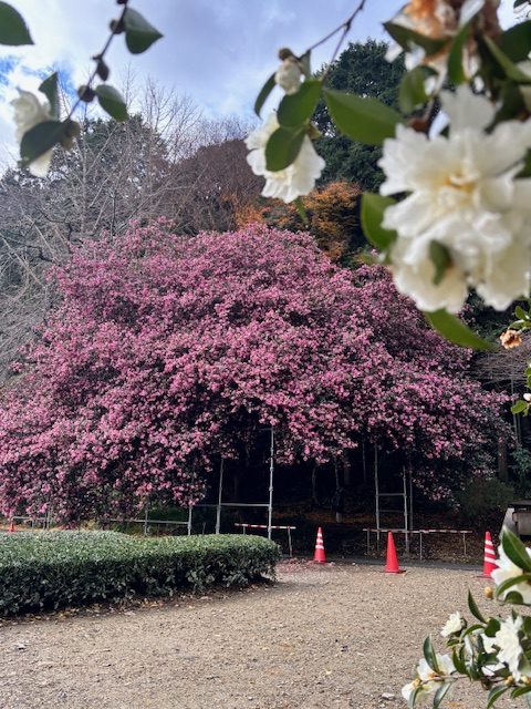 【花】飯南町粥見　サザンカの大木　開花状況　令和7年12月14日