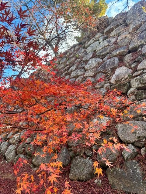 【紅葉】松坂城跡　2025年12月15日現在