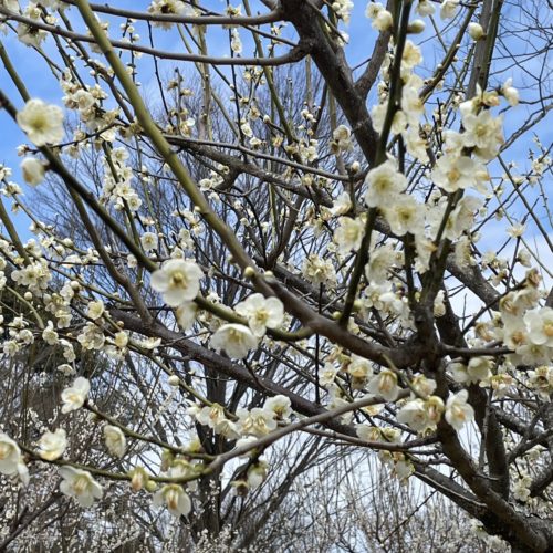 【梅　開花状況】松阪農業公園ベルファーム　2026年2月26日