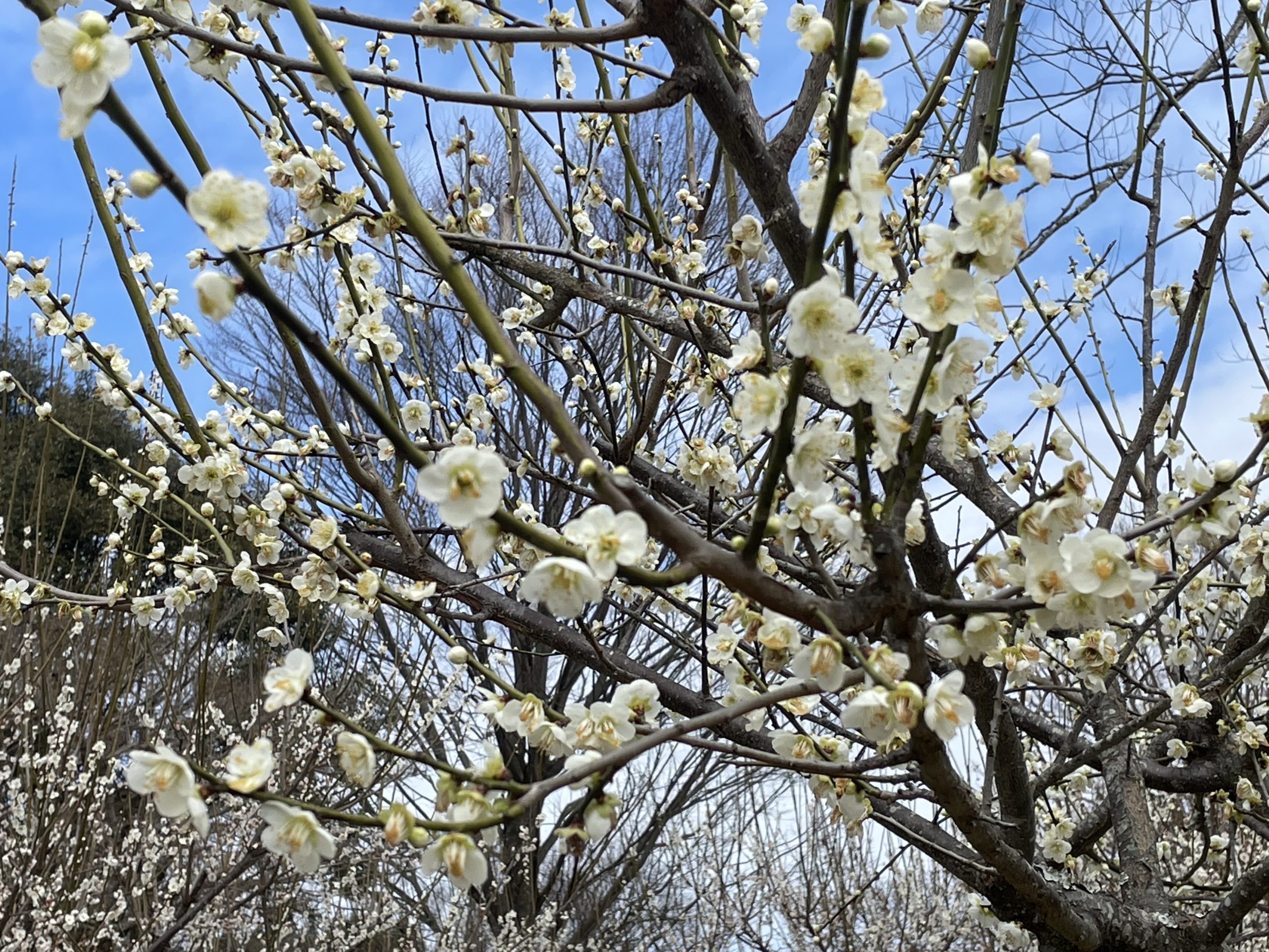 【梅　開花状況】松阪農業公園ベルファーム　2026年2月26日