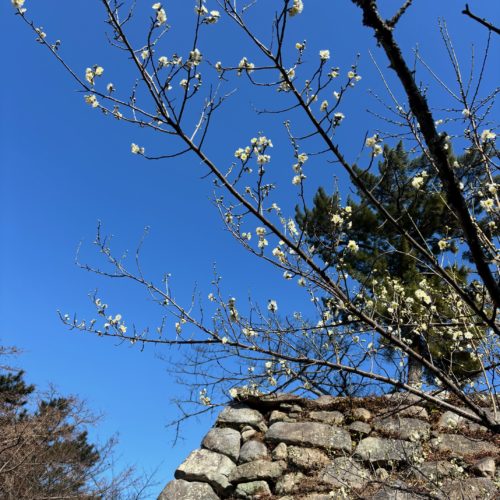 松坂城跡　梅の開花状況　2026年2月1日現在