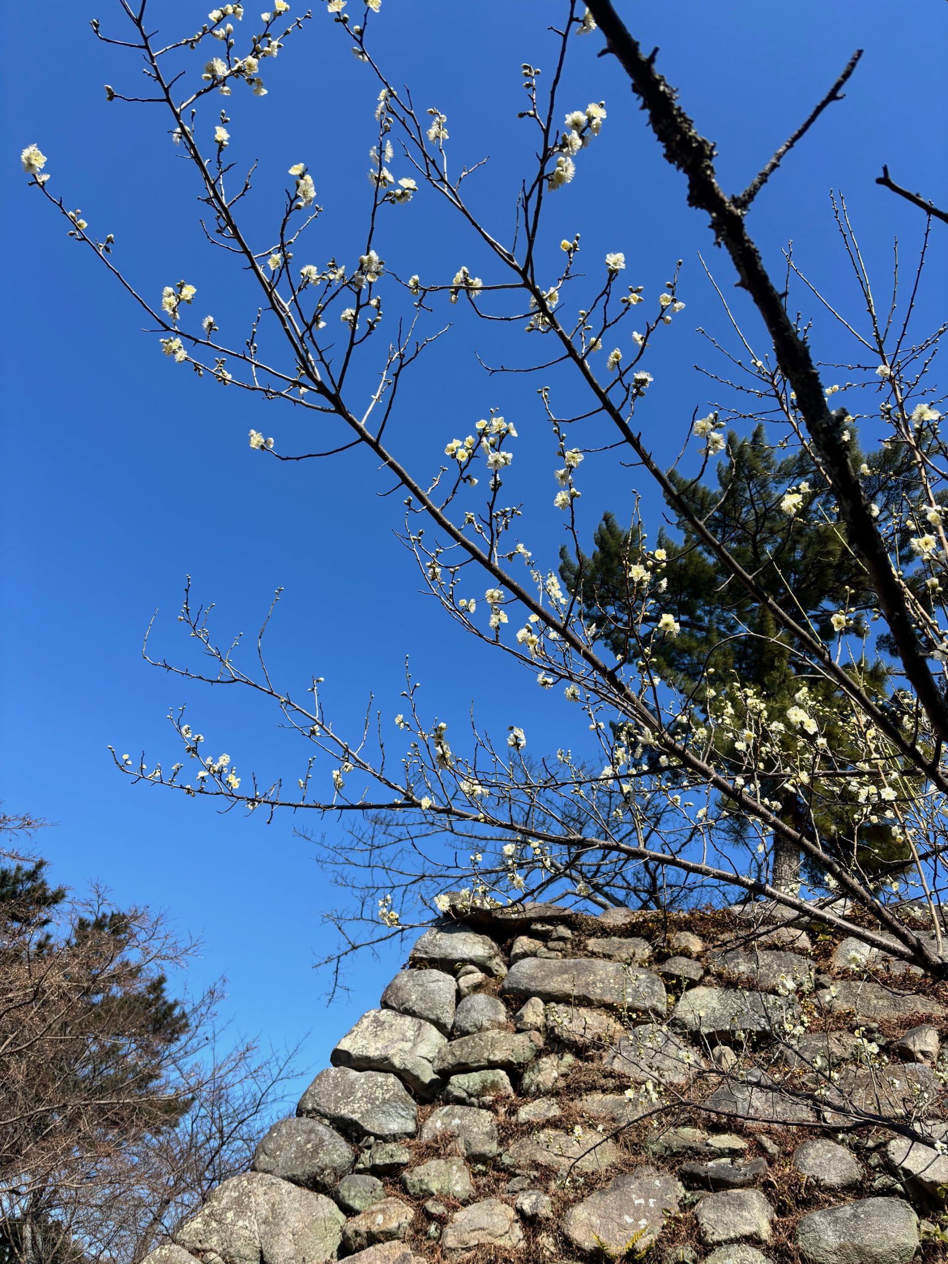 松坂城跡　梅の開花状況　2026年2月1日現在