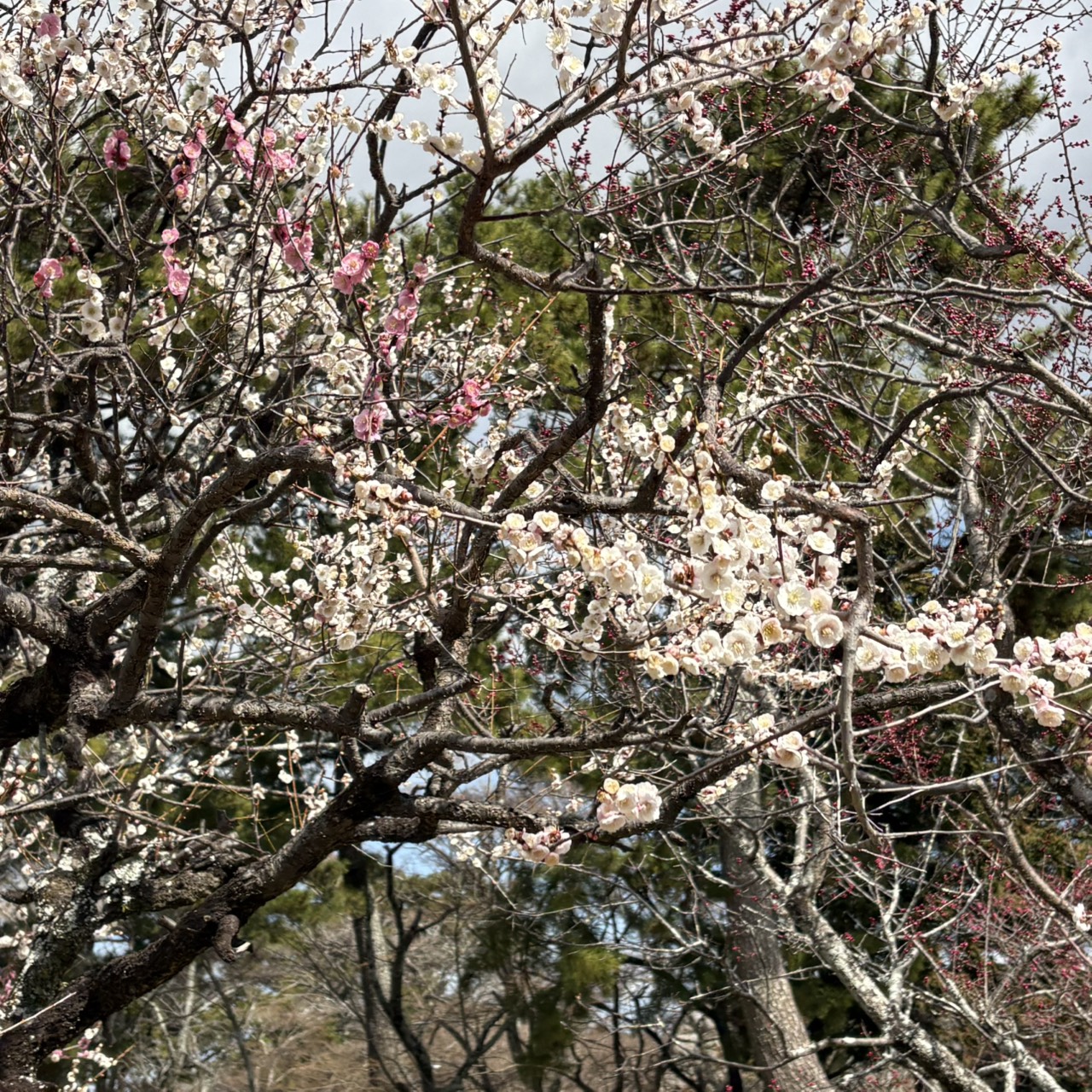 松坂城跡　梅の開花状況　2026年2月28日現在
