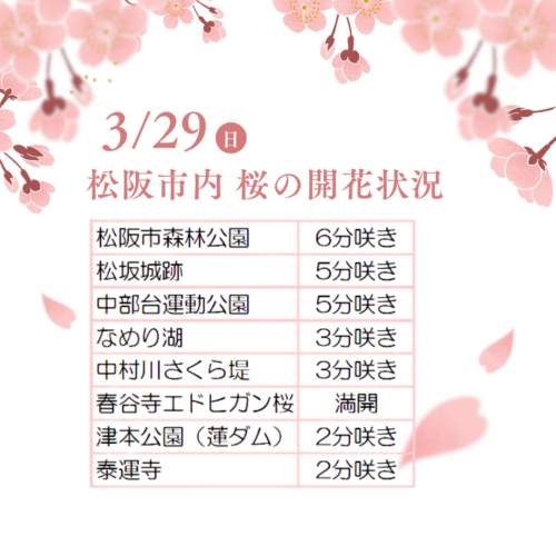松阪市内の桜の開花状況　【令和8年3月29日現在】