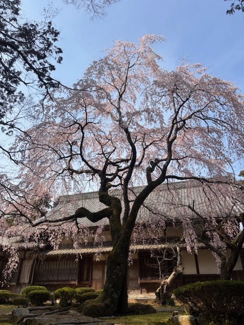 神山一乗寺　しだれ桜【満開】