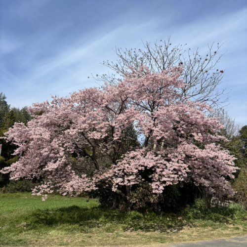 嬉野町大漁桜が見頃です【3/9現在】