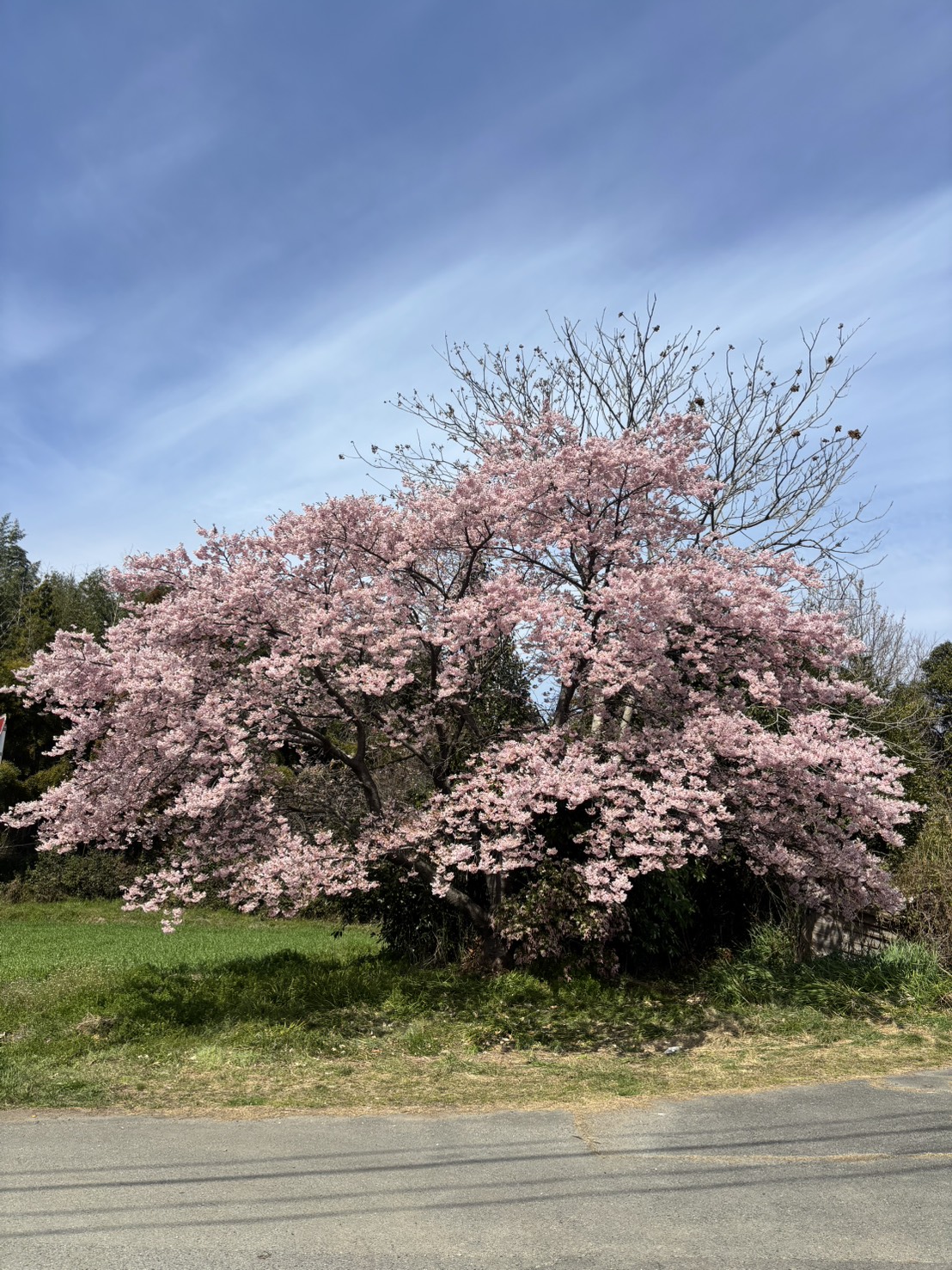 嬉野町大漁桜が見頃です【3/9現在】