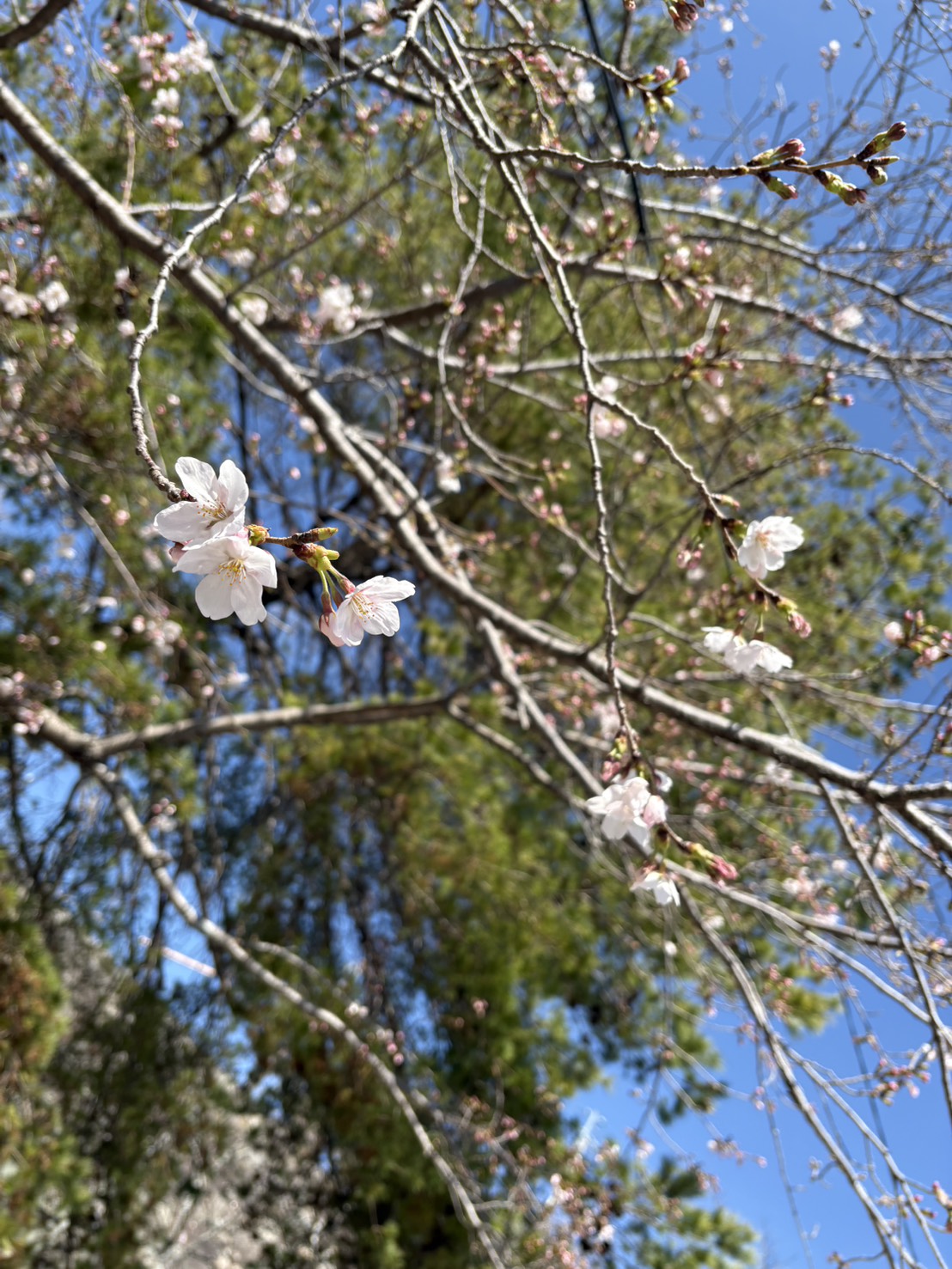 松阪市内の桜の開花状況　【令和8年3月24日現在】