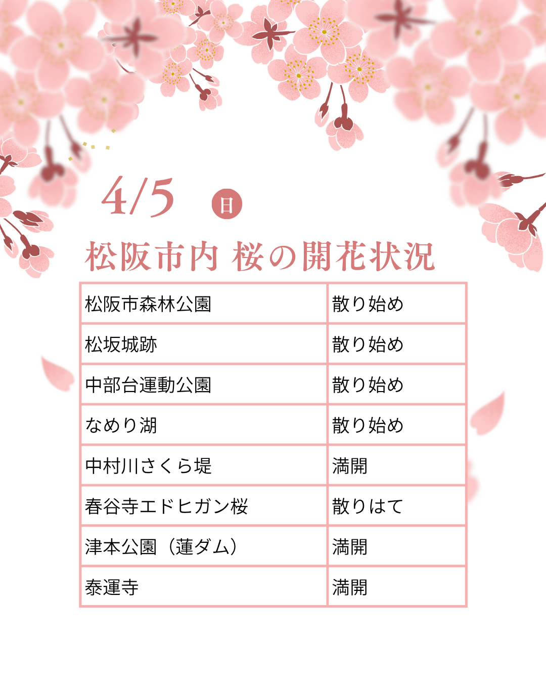 松阪市内の桜の開花状況　【令和8年4月5日現在】