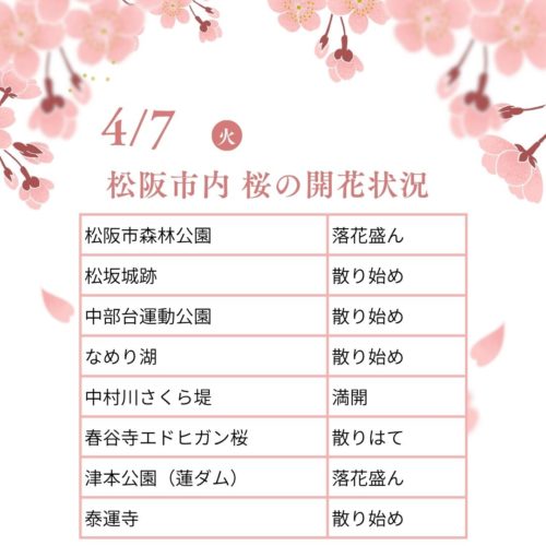 松阪市内の桜の開花状況　【令和8年4月7日現在】