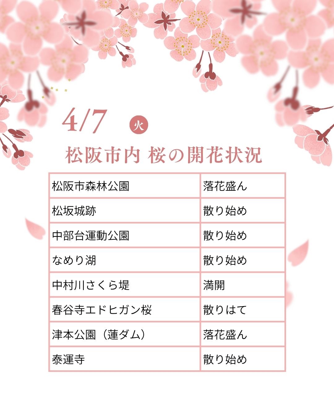 松阪市内の桜の開花状況　【令和8年4月7日現在】