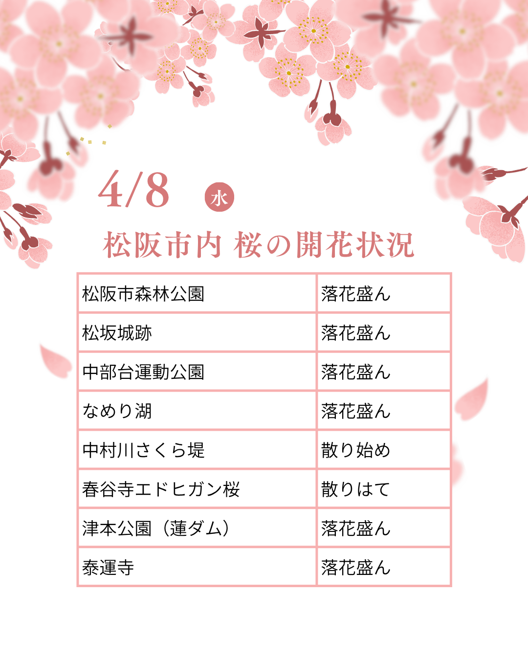 松阪市内の桜の開花状況　【令和8年4月8日現在】