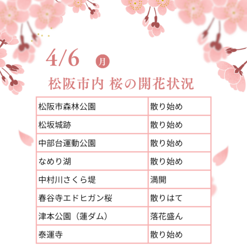 松阪市内の桜の開花状況　【令和8年4月6日現在】